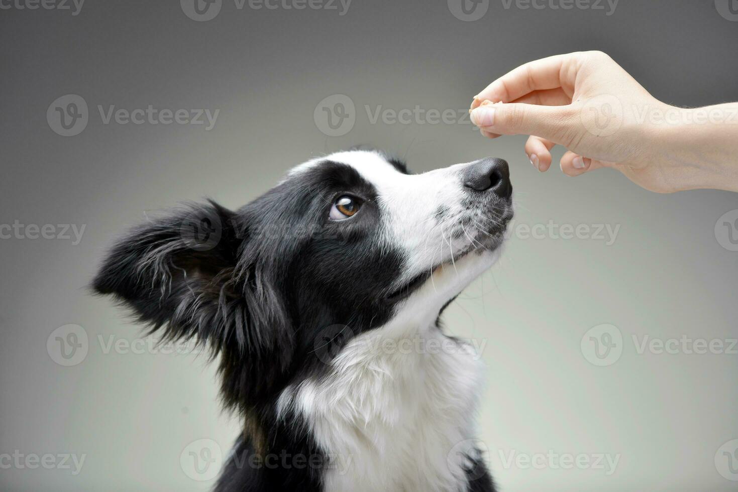 mano alimentazione di un adorabile confine collie foto