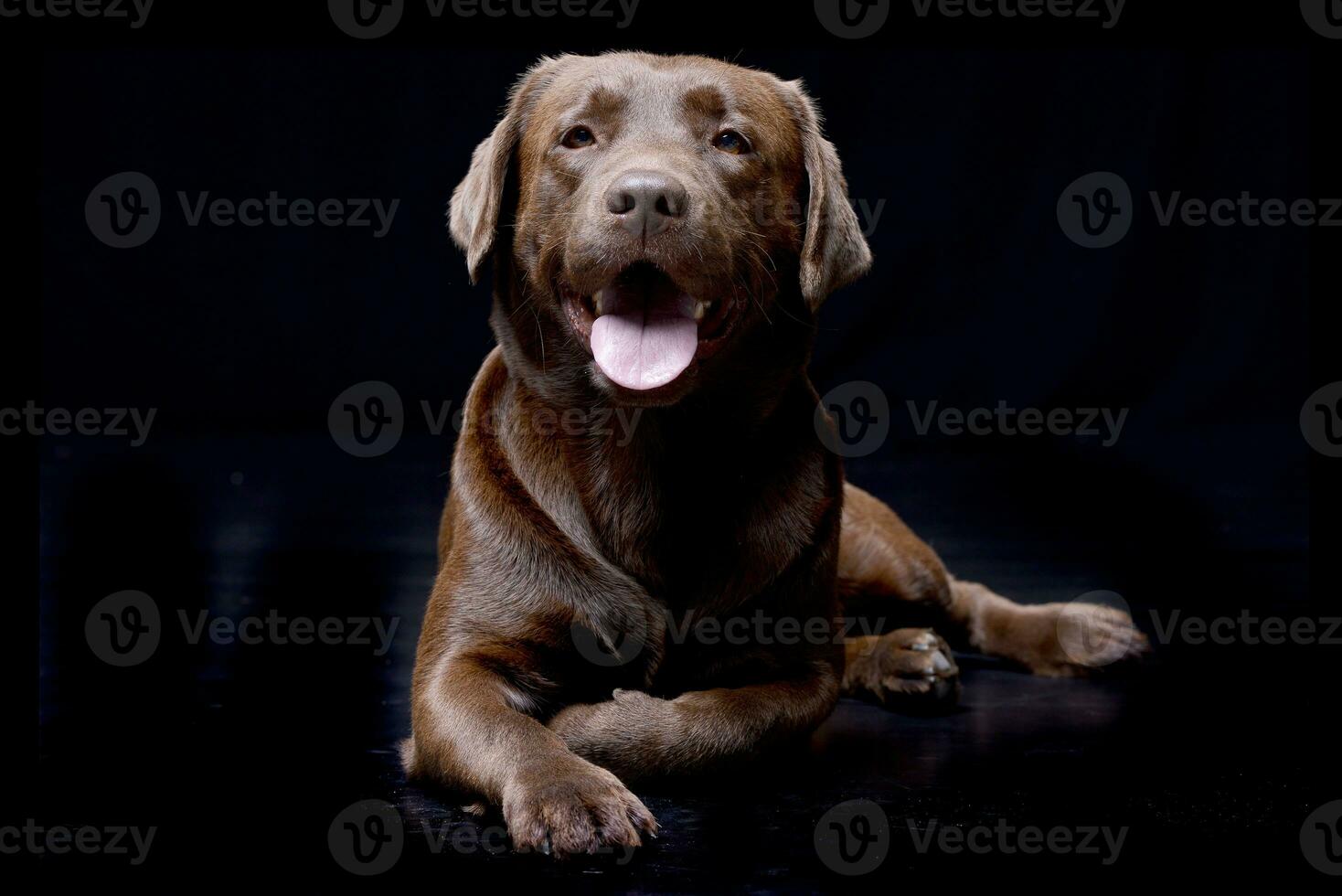 studio tiro di un adorabile labrador cane da riporto foto