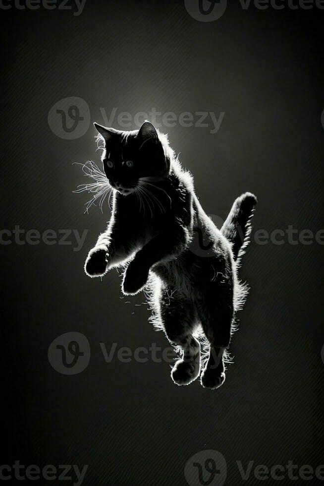 gattino gatto silhouette contorno nero bianca retroilluminato movimento tatuaggio professionale fotografia foto