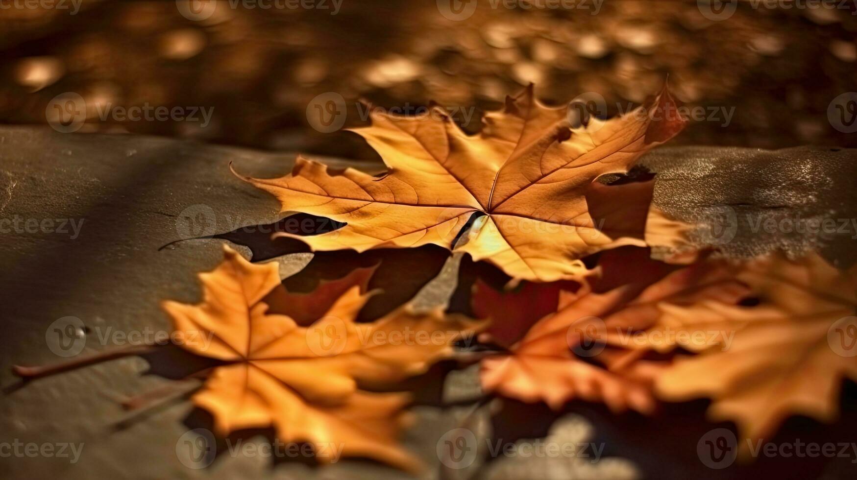 acero le foglie oro la tranquillità grazia paesaggio zen armonia riposo quiete unità armonia fotografia foto