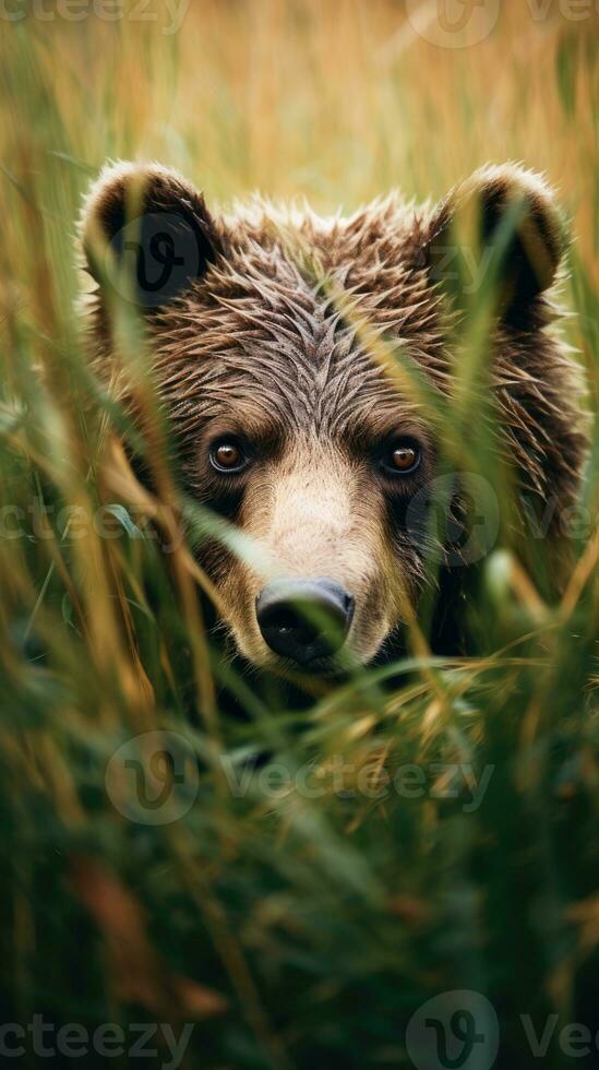 orso grizzly nascosto predatore fotografia nazionale geografico stile 35 millimetri documentario sfondo foto