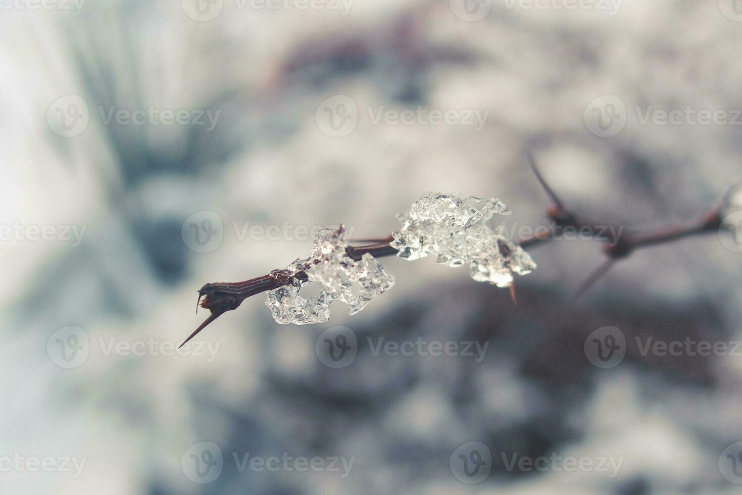 inverno bellissimo pianta rivestito con congelato bianca neve e ghiaccio foto