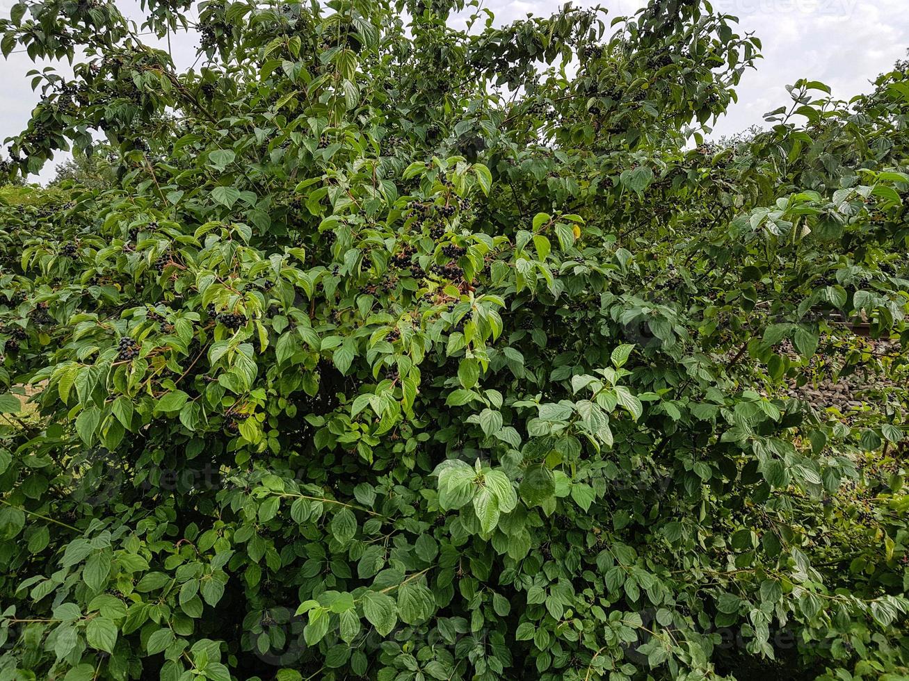 sorbo nero aronia chokeberry foto