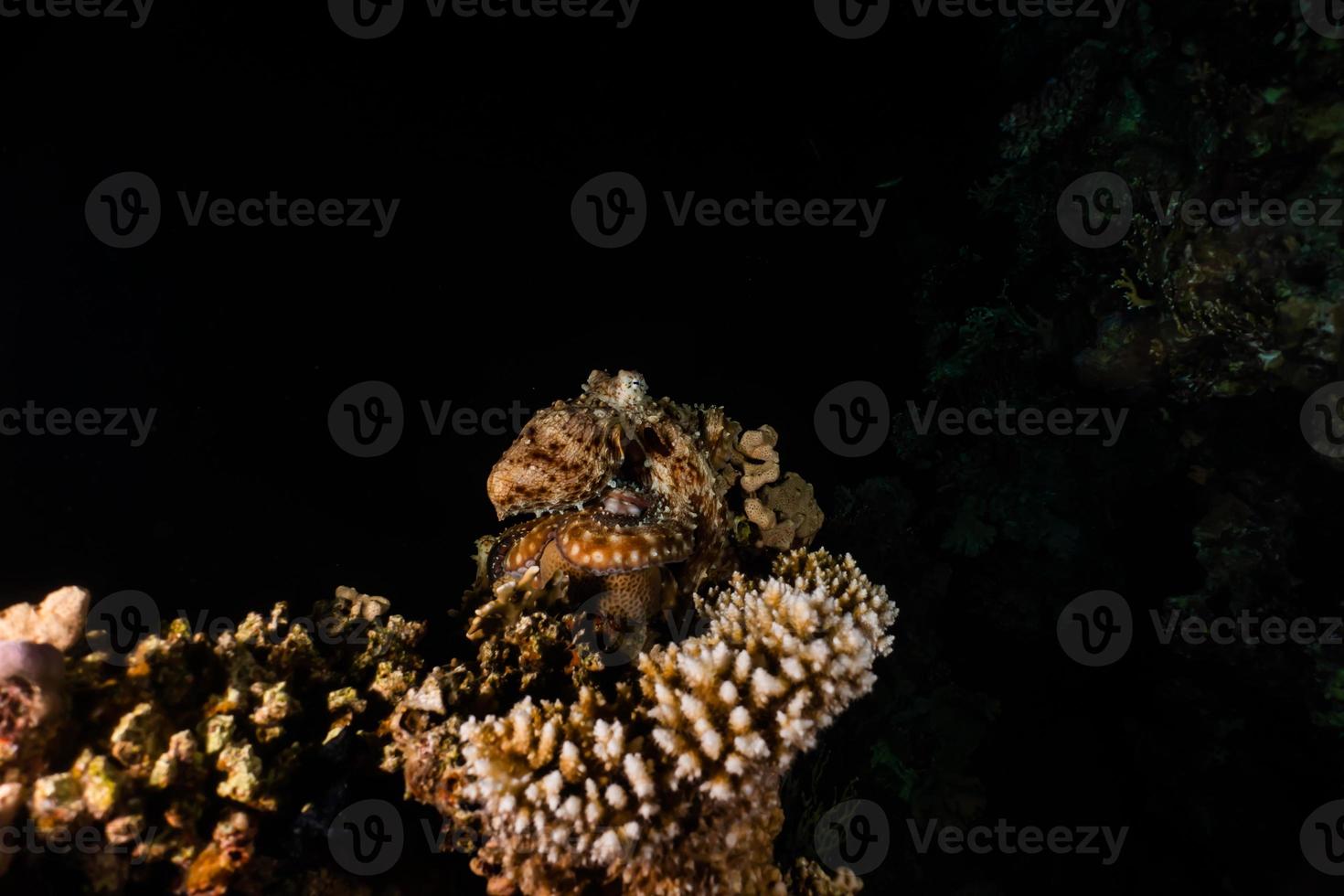 polpo re del camuffamento nel mar rosso, eilat israele foto