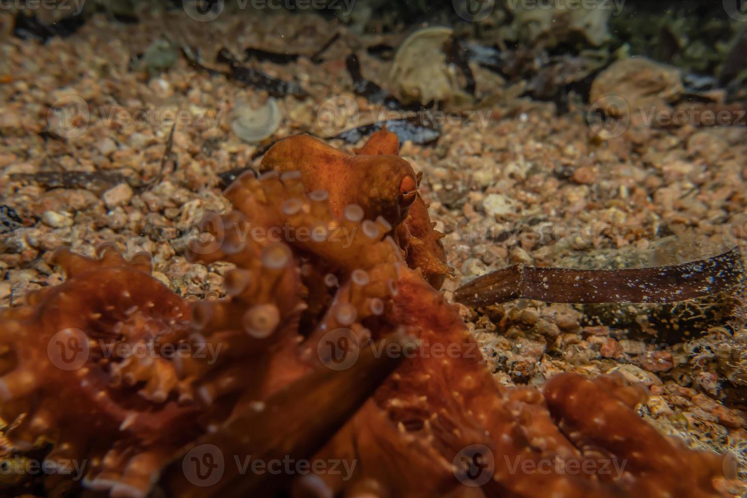 polpo re del camuffamento nel mar rosso, eilat israele foto