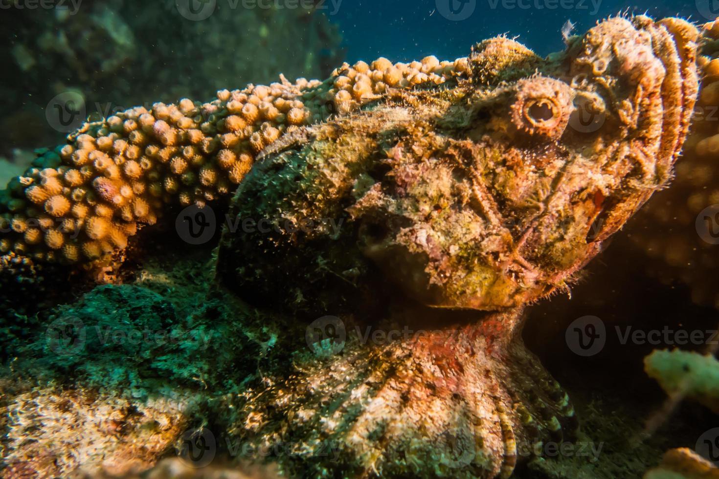 polpo re del camuffamento nel mar rosso, eilat israele foto