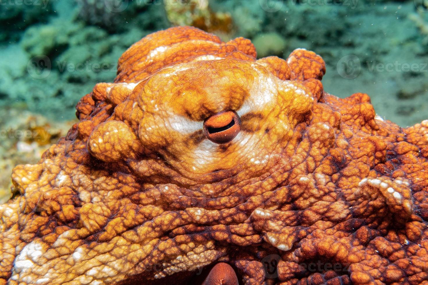 polpo re del camuffamento nel mar rosso, eilat israele foto