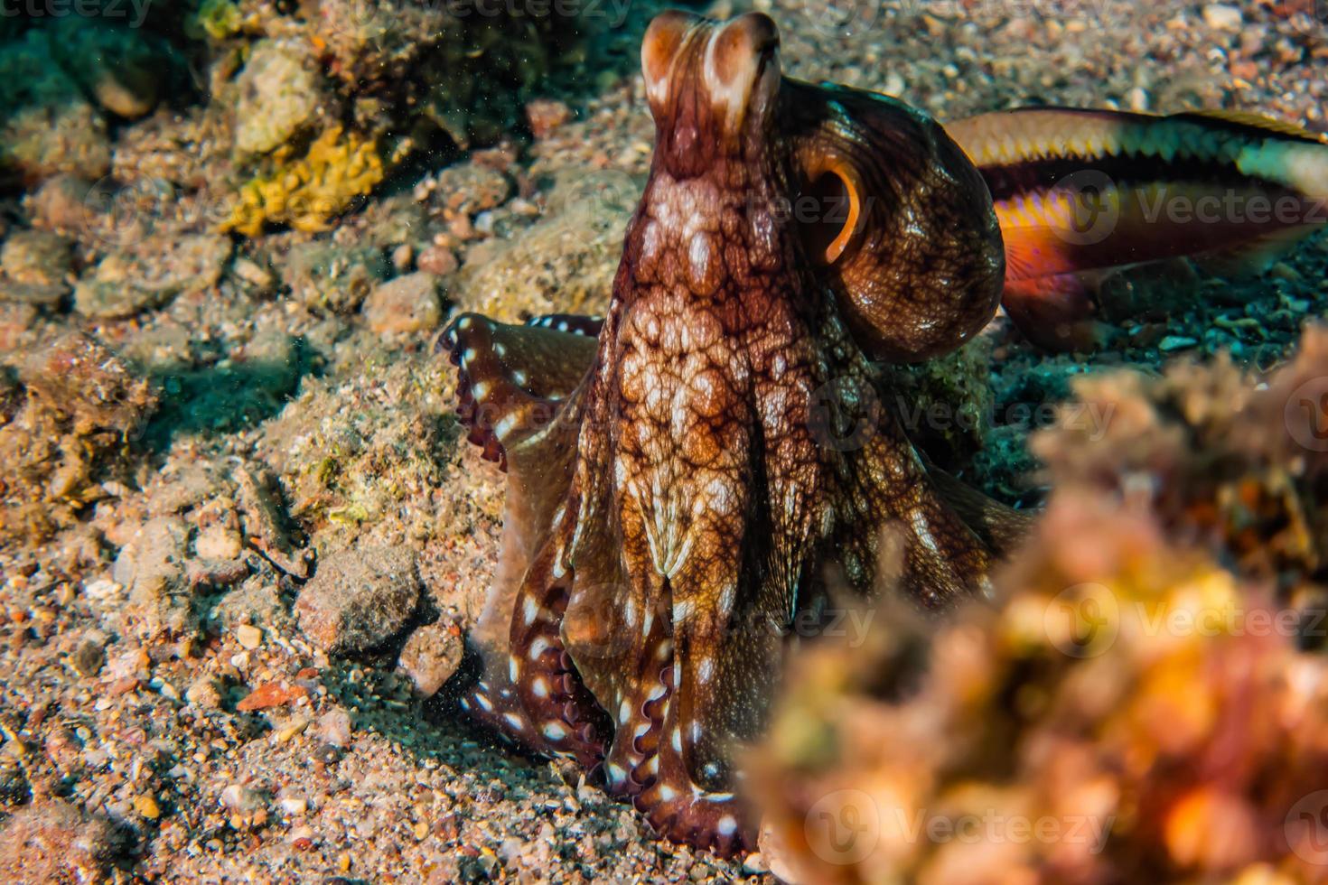 polpo re del camuffamento nel mar rosso, eilat israele foto