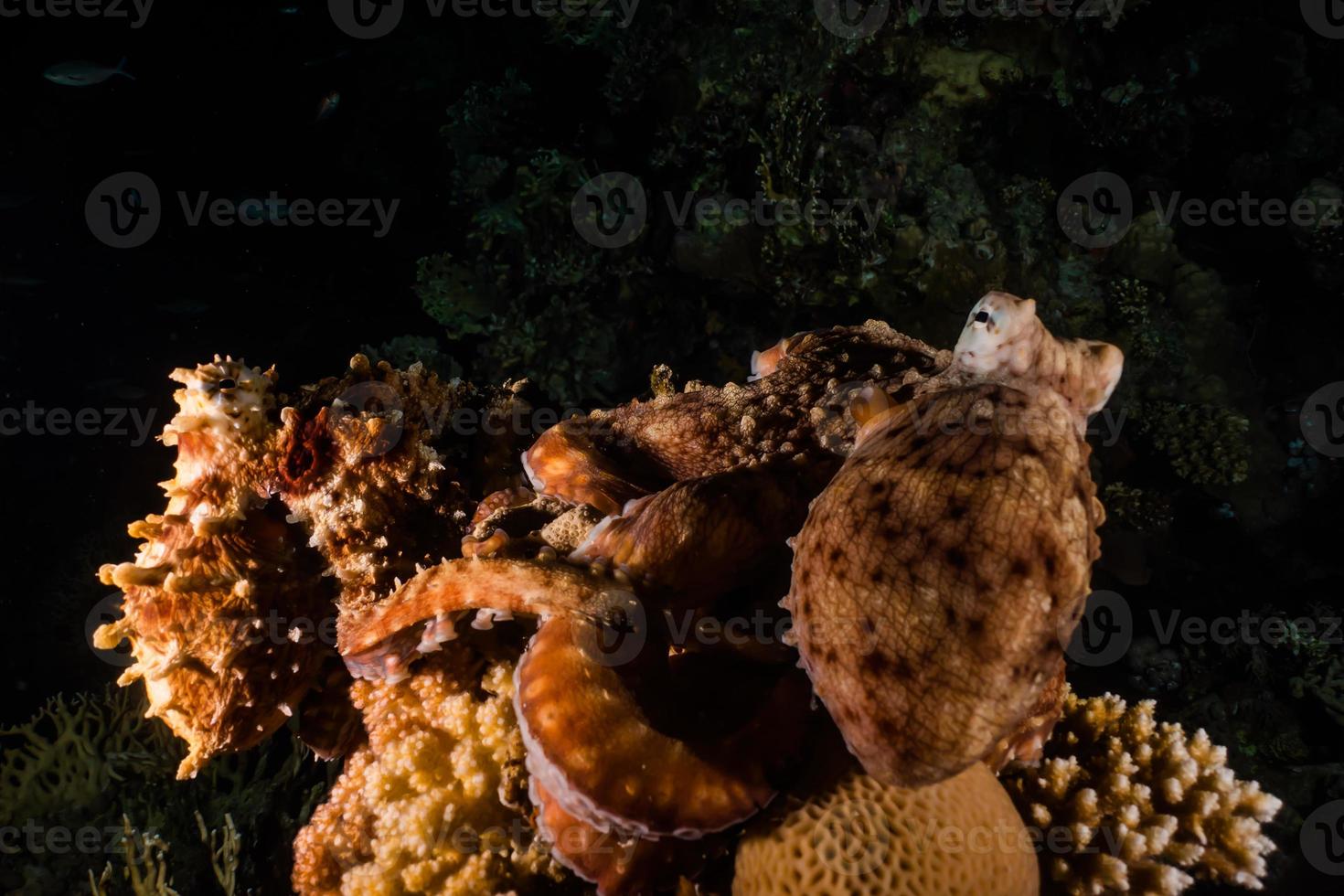 polpo re del camuffamento nel mar rosso, eilat israele foto