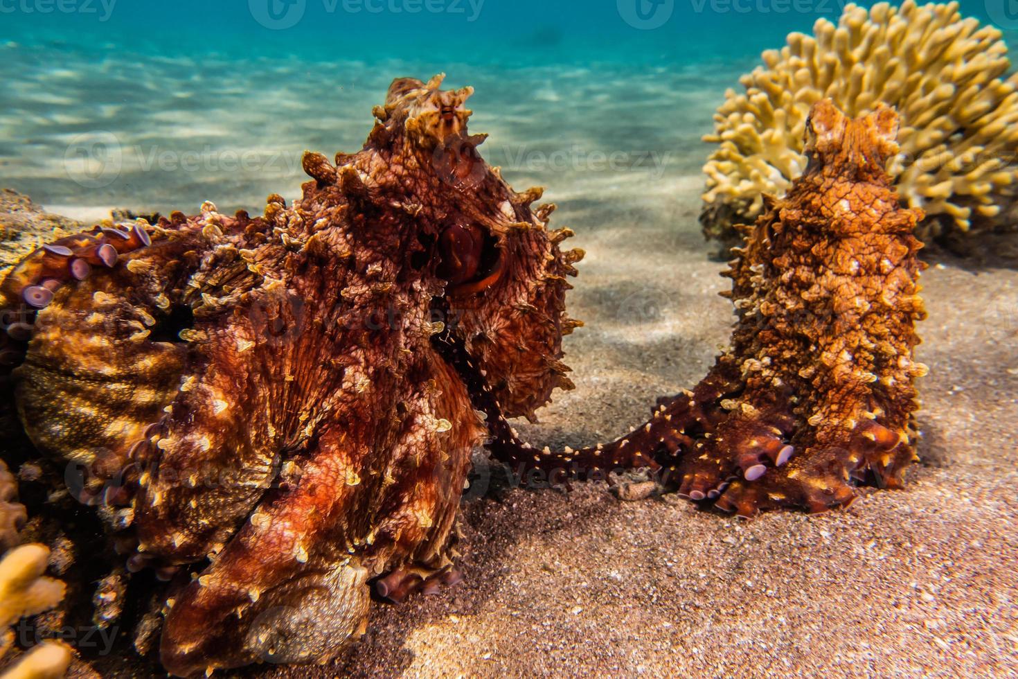 polpo re del camuffamento nel mar rosso, eilat israele foto