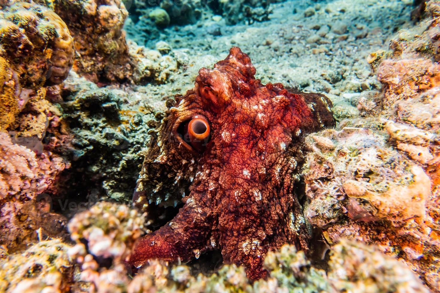 polpo re del camuffamento nel mar rosso, eilat israele foto