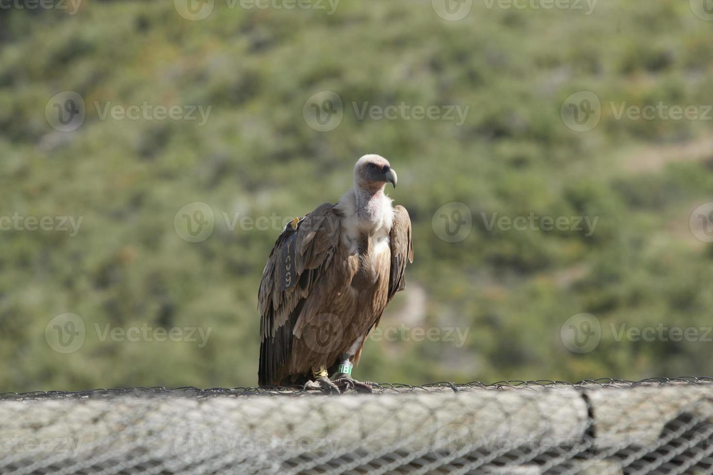 incredibile avvoltoio d'Israele, avvoltoio della terra santa foto