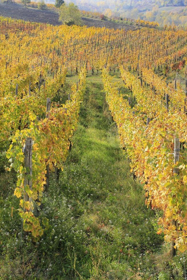 vigneti e campagne dell'entroterra piemontese, italia foto