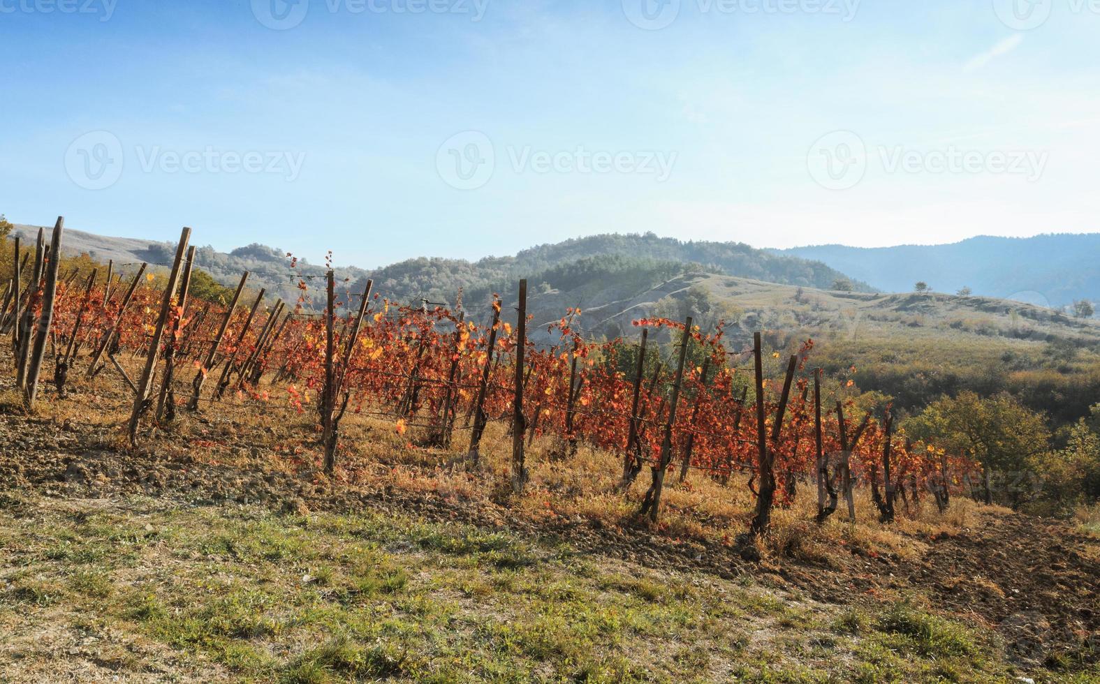 vigneti e campagne dell'entroterra piemontese, italia foto