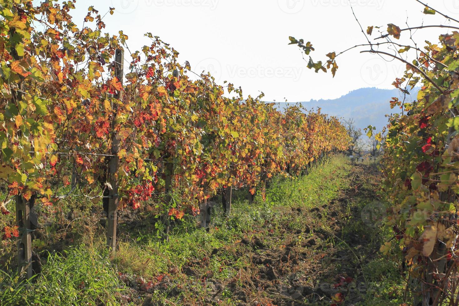 vigneti e campagne dell'entroterra piemontese, italia foto