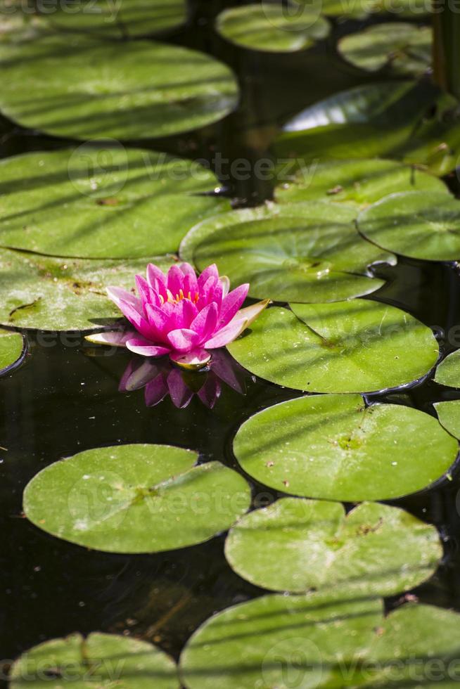 un bellissimo loto rosa galleggia nel fiume foto