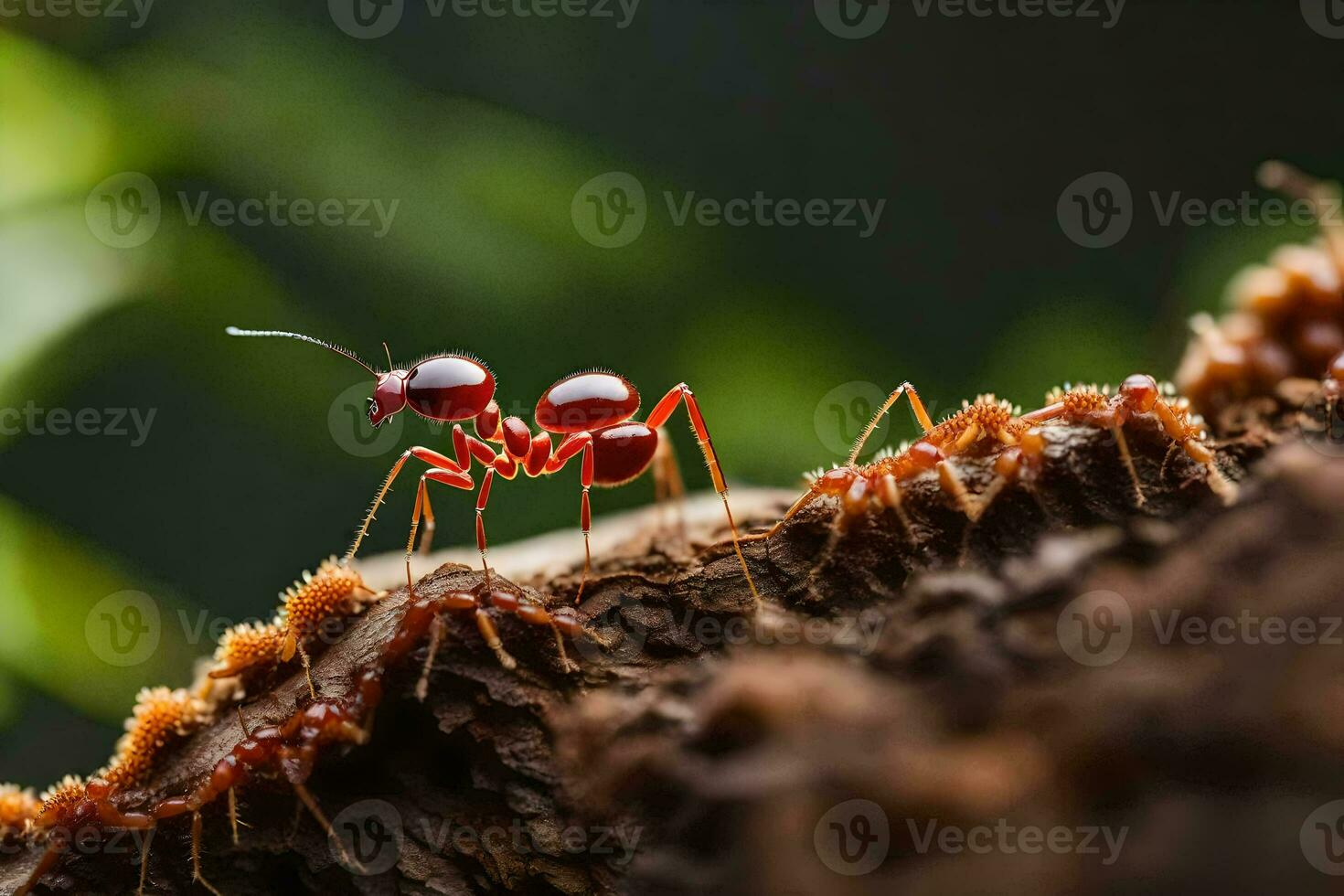 un' rosso formica a piedi su un' albero tronco. ai-generato foto