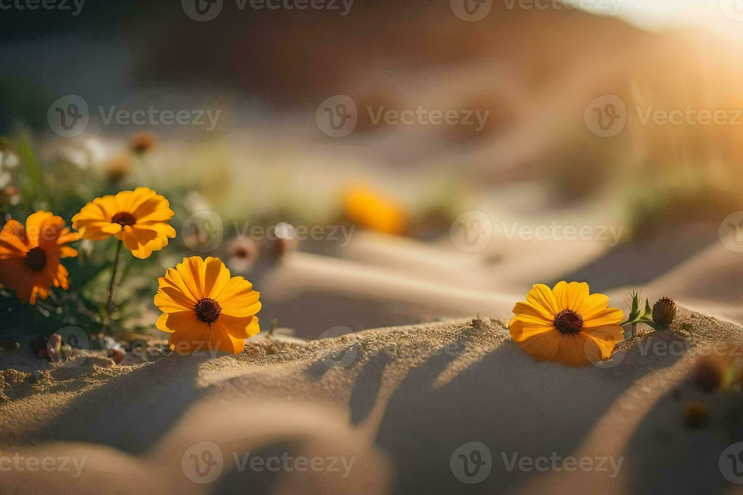 foto sfondo il sole, fiori, sabbia, il deserto, fiori, il deserto, fiori,. ai-generato