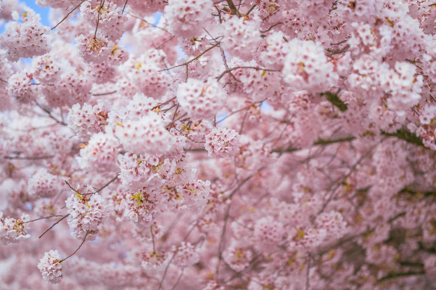 ritratto sfocato di fiori di ciliegio in primavera foto