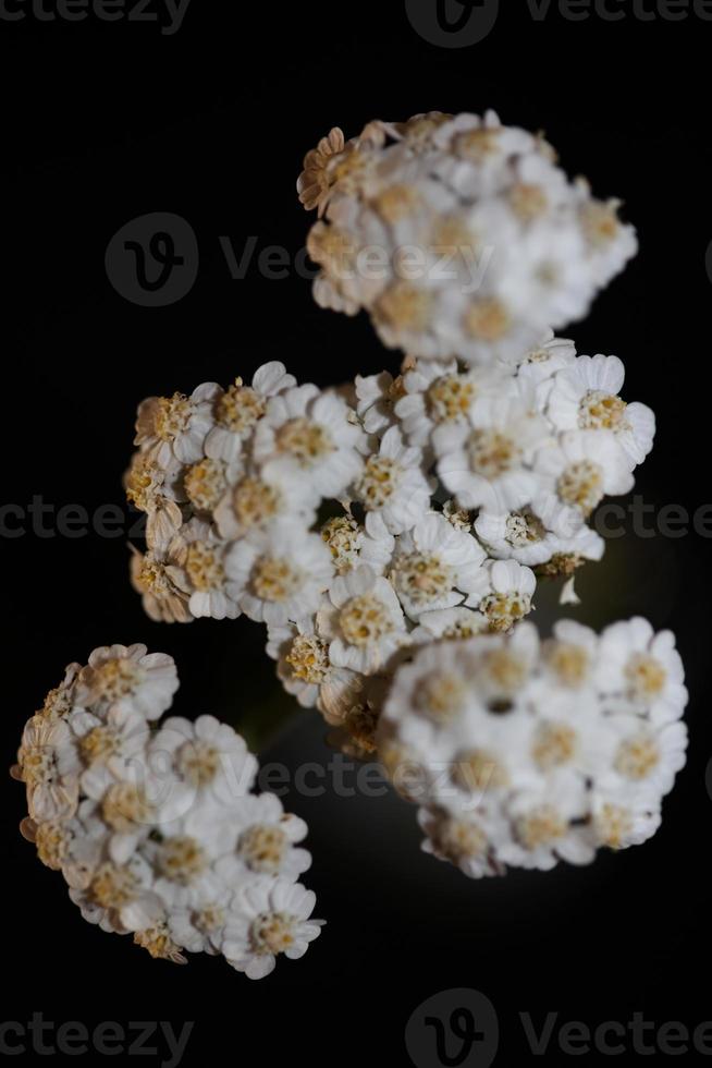 fiore bianco fiore primo piano sfondo achillea millefolium stampa foto