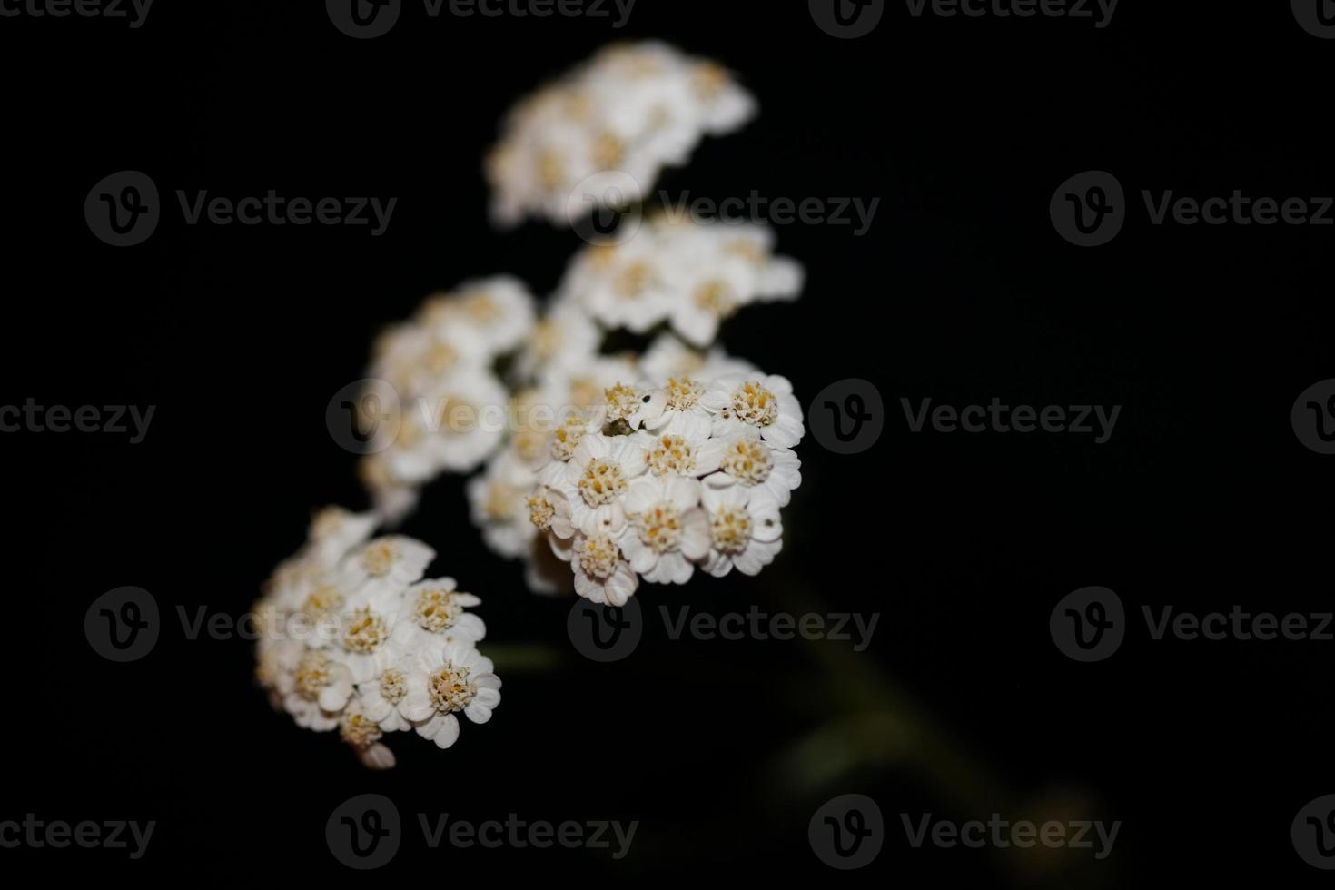 fiore bianco fiore primo piano sfondo achillea millefolium stampa foto