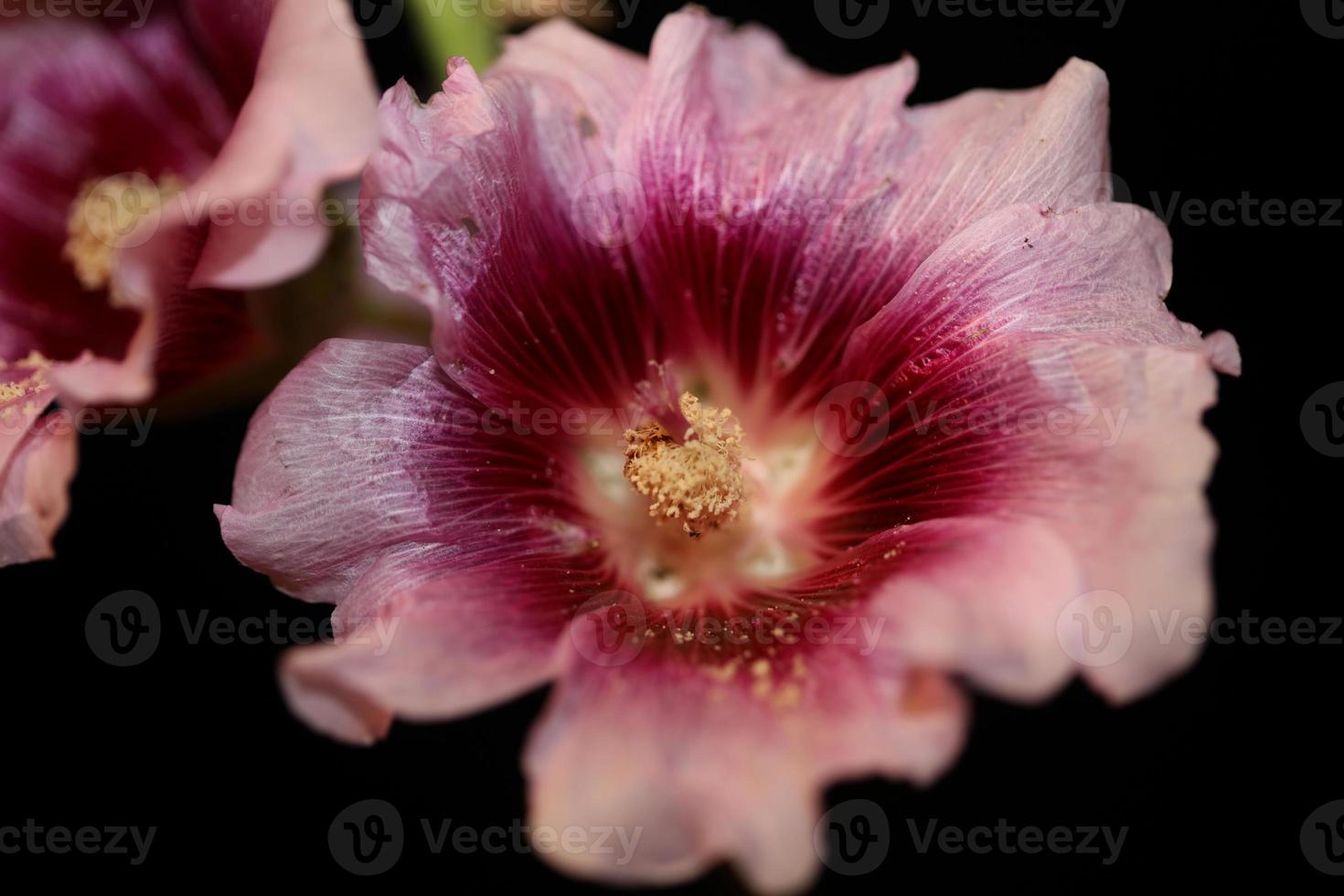 fiore viola fiore vicino sfondo alcea rosea famiglia malvaceae foto