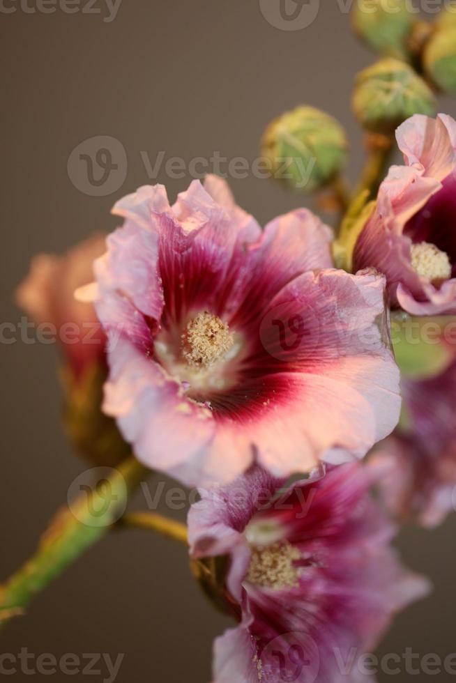 fiore viola fiore vicino sfondo alcea rosea famiglia malvaceae foto