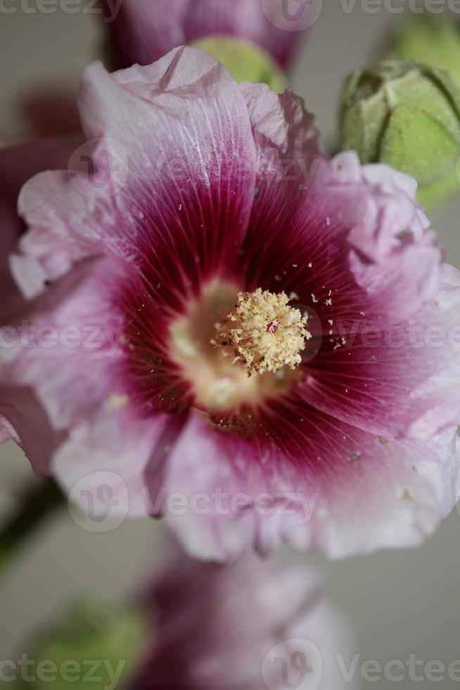 fiore viola fiore vicino sfondo alcea rosea famiglia malvaceae foto