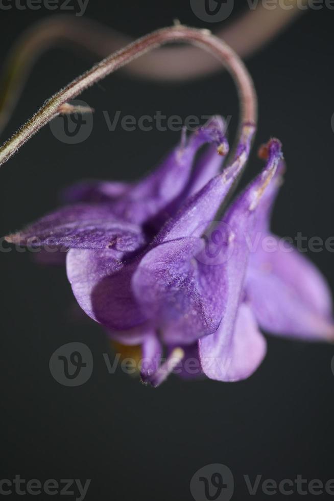 fiore che sboccia sfondo aquilegia vulgaris famiglia ranunculaceae foto