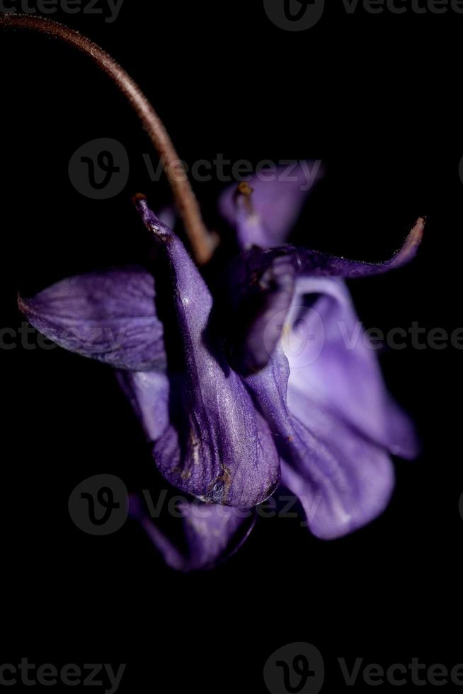 fiore selvatico fiore sfondo aquilegia vulgaris famiglia ranunculaceae foto