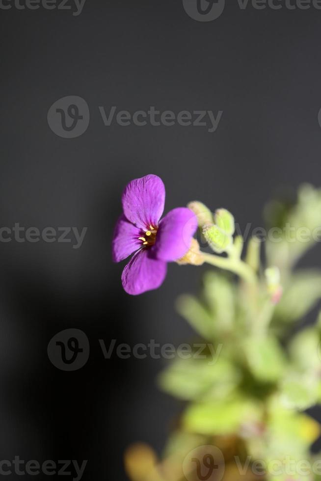 fiore viola aubrieta deltoidea famiglia brasicaceae fioritura viola foto