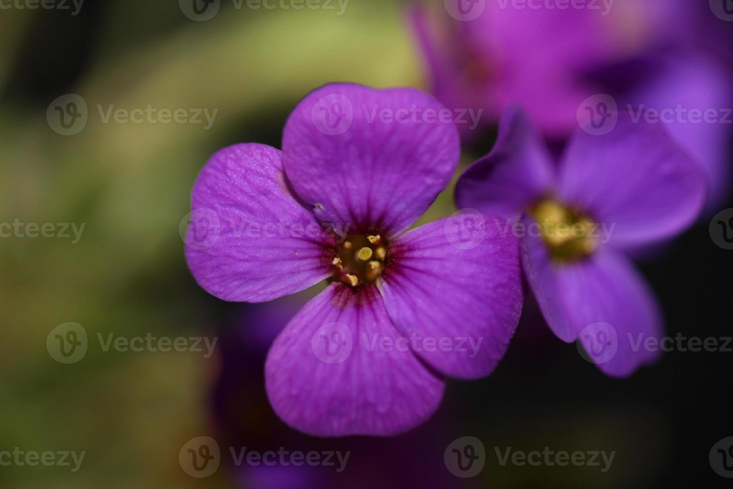 fiore viola aubrieta deltoidea famiglia brasicaceae fioritura viola foto