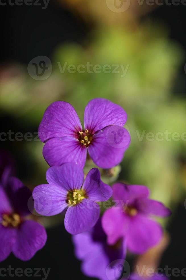 fiore viola aubrieta deltoidea famiglia brasicaceae fioritura viola foto