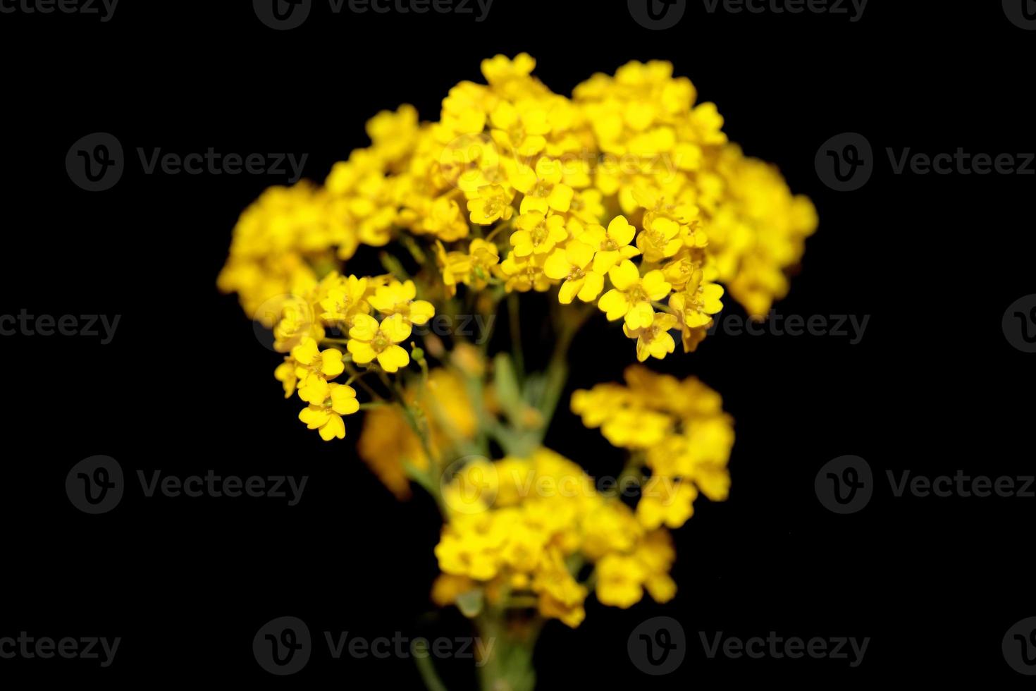 fiore sbocciare macro aurinia saxatilis famiglia Brassicaceae background foto