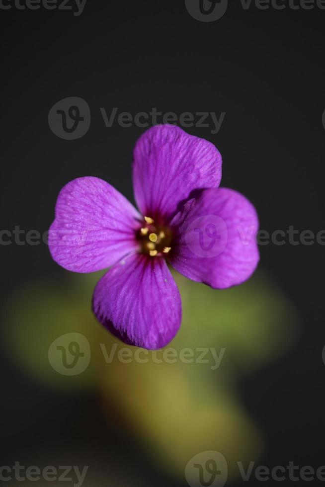 fiore viola aubrieta deltoidea famiglia brasicaceae fioritura viola foto