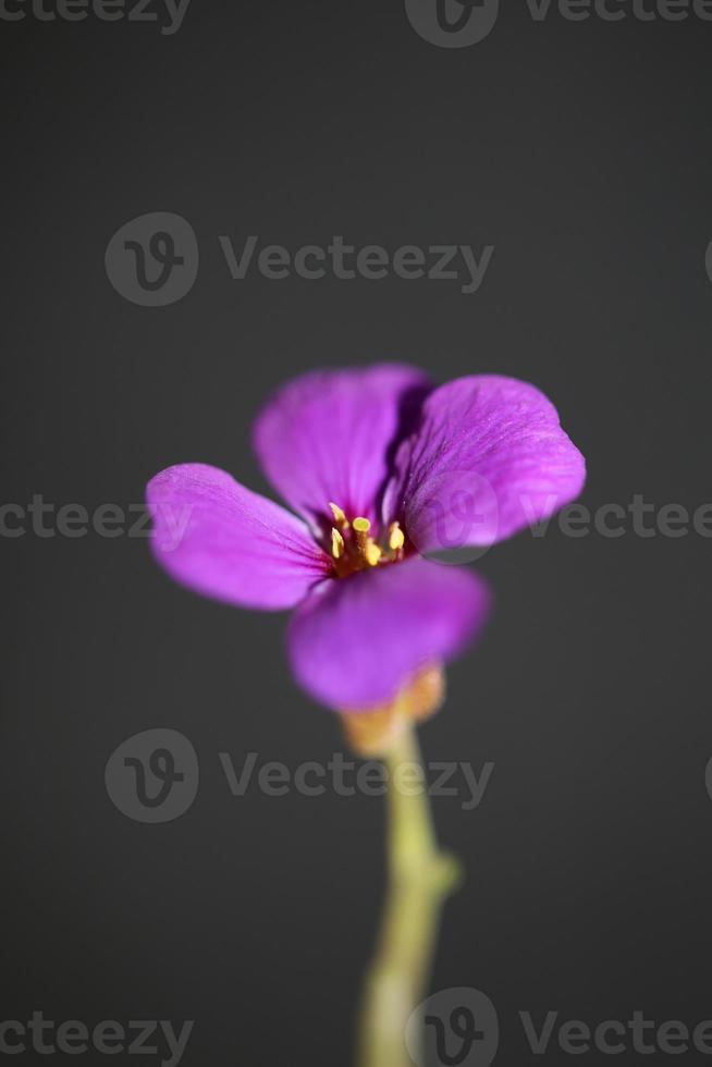 fiore viola aubrieta deltoidea famiglia brasicaceae fioritura viola foto