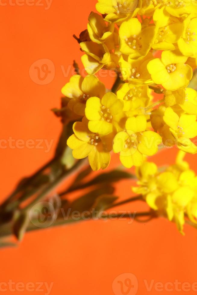 fiore sbocciare macro aurinia saxatilis famiglia Brassicaceae background foto