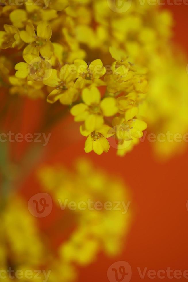 fiore sbocciare macro aurinia saxatilis famiglia Brassicaceae background foto