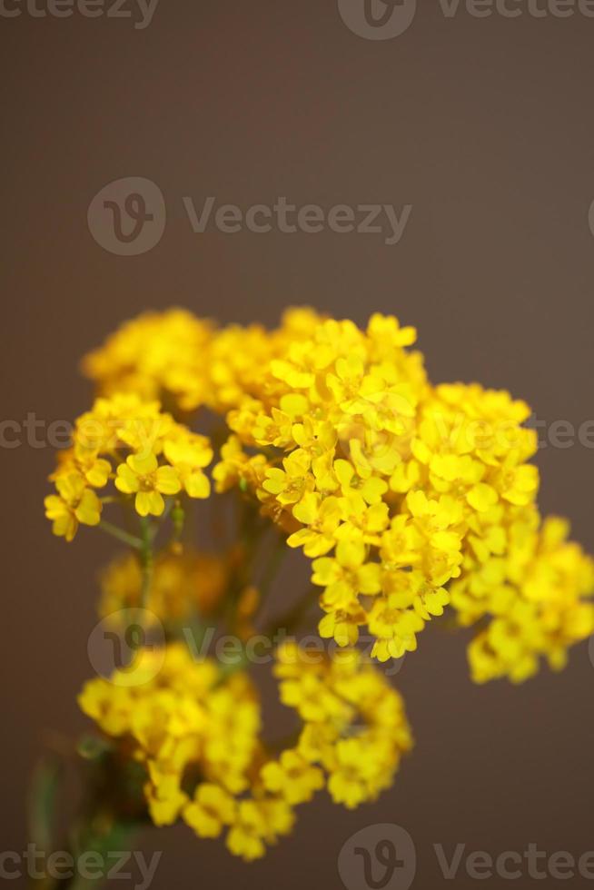 fiore sbocciare macro aurinia saxatilis famiglia Brassicaceae background foto