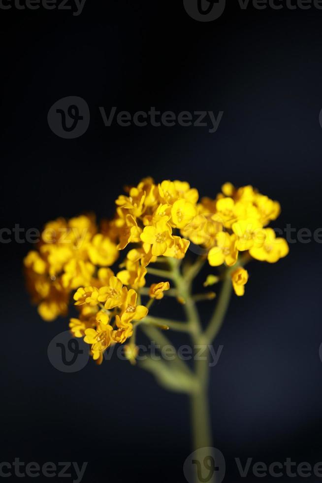 fiore fiore sfondo aurinia saxatilis famiglia Brassicaceae closeu foto