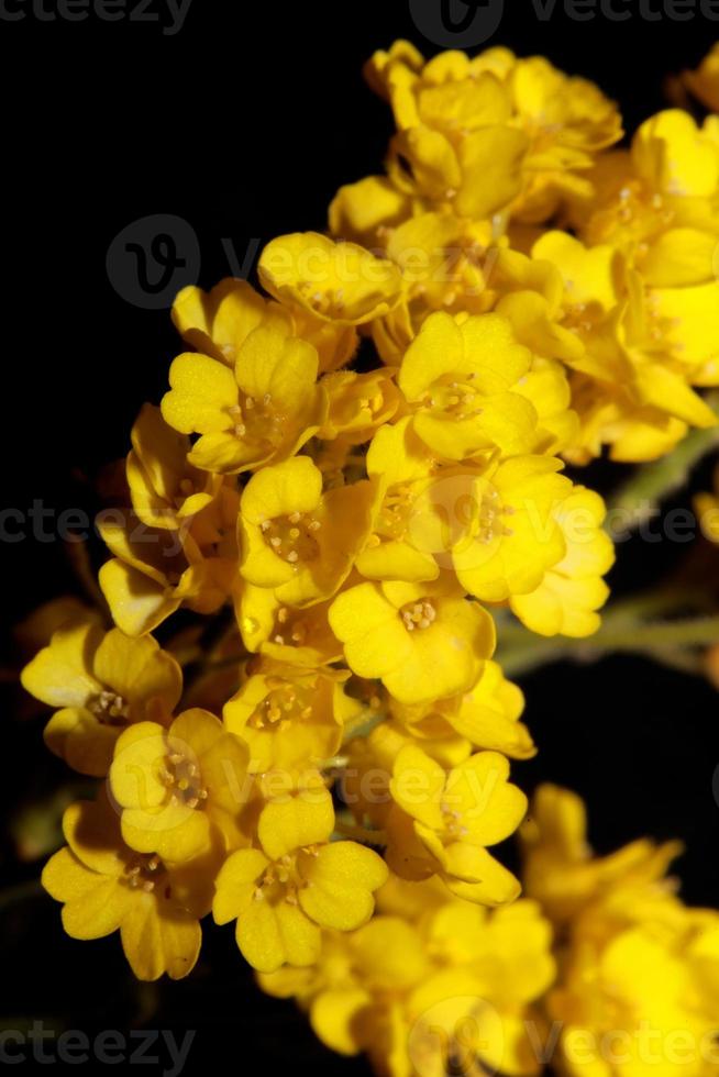 fiore sbocciare macro aurinia saxatilis famiglia Brassicaceae background foto