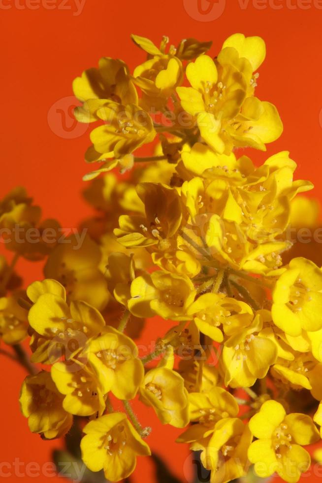 fiore sbocciare macro aurinia saxatilis famiglia Brassicaceae background foto