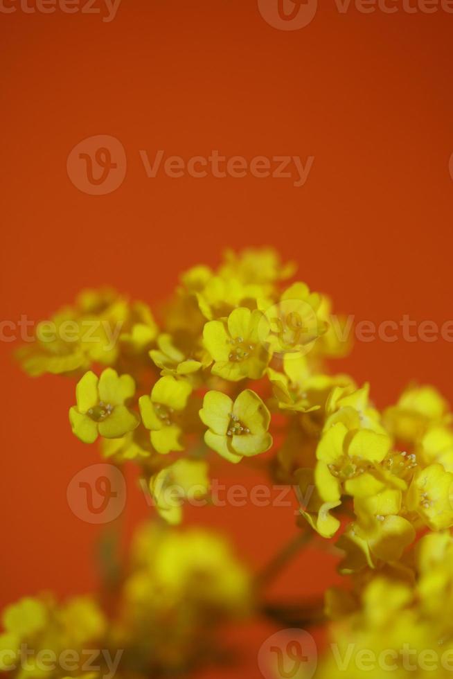 fiore sbocciare macro aurinia saxatilis famiglia Brassicaceae background foto