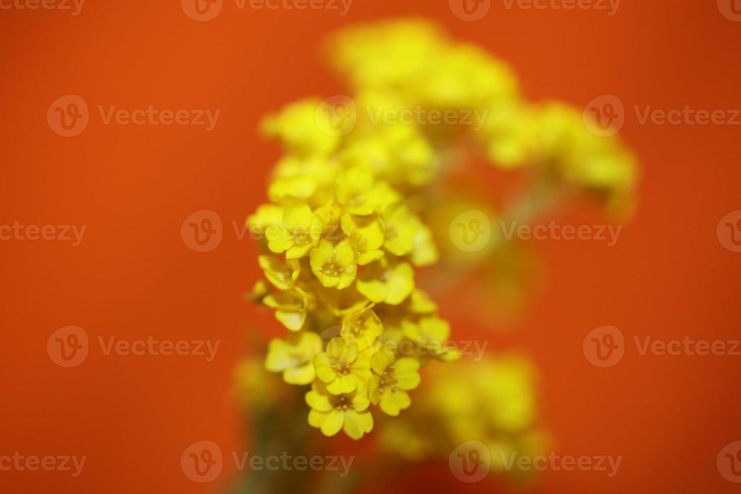 fiore sbocciare macro aurinia saxatilis famiglia Brassicaceae background foto