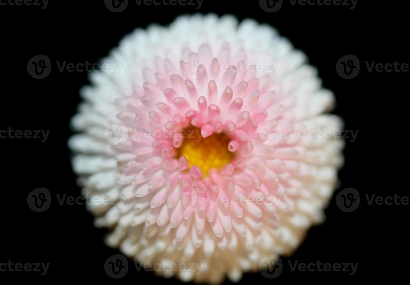 fiore sbocciare da vicino bellis perennis l. famiglia compositae moderna foto