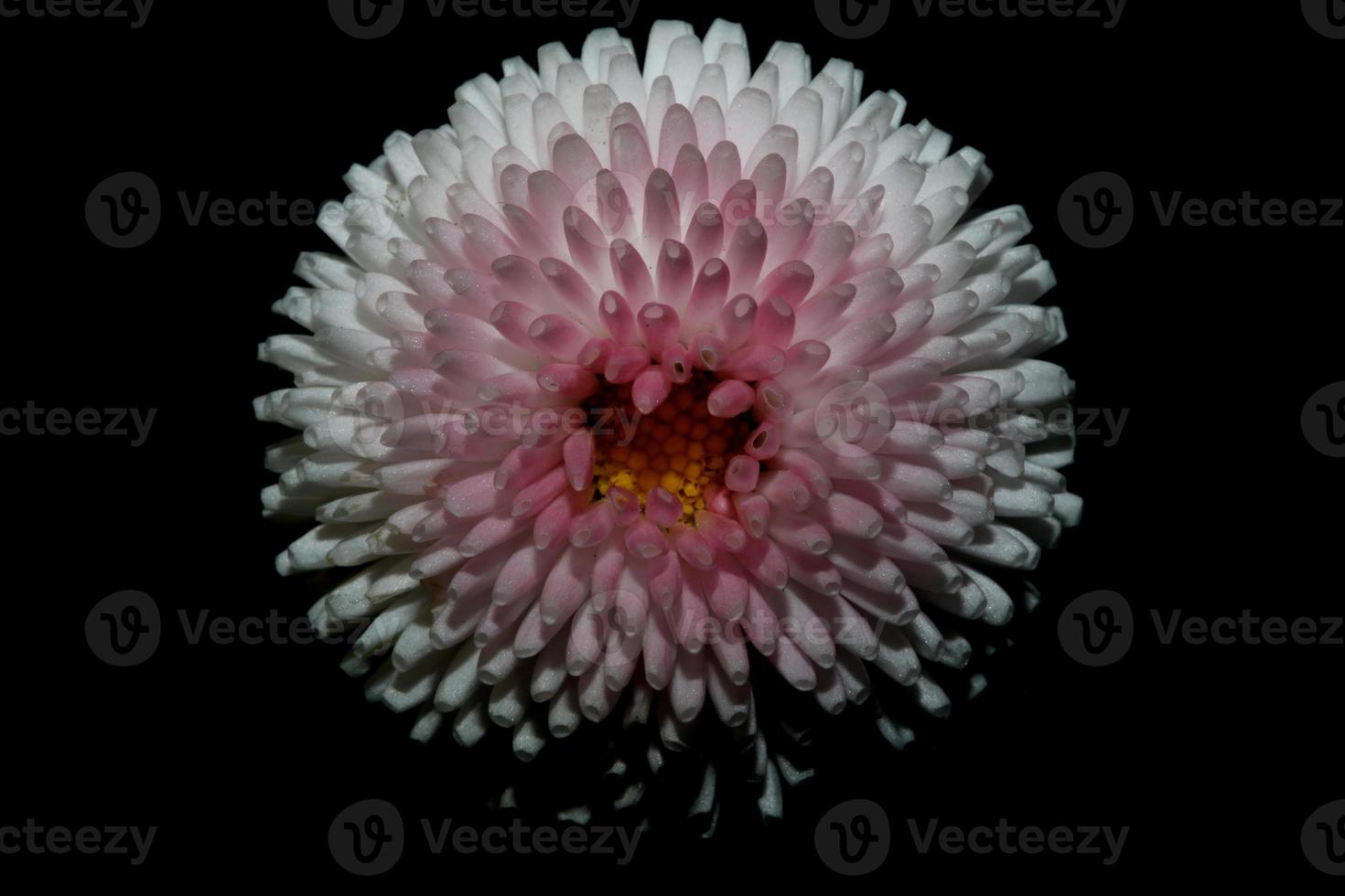 fiore sbocciare da vicino bellis perennis l. famiglia compositae moderna foto