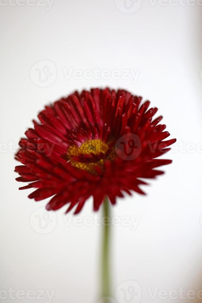 fiore sbocciare da vicino bellis perennis l. famiglia compositae moderna foto