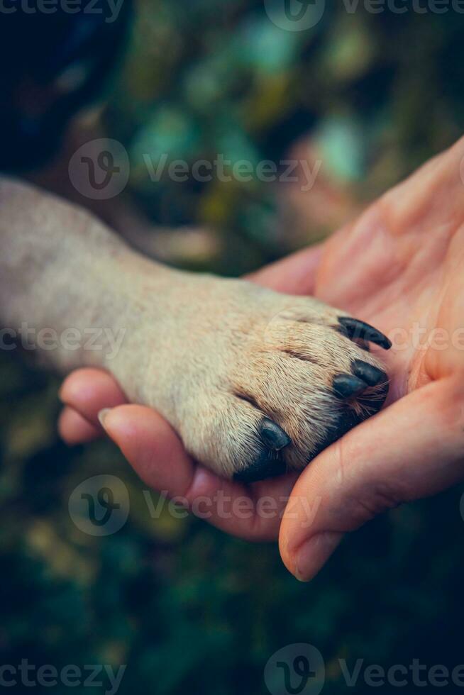 femmina mano Tenere cani zampa, vicino su foto