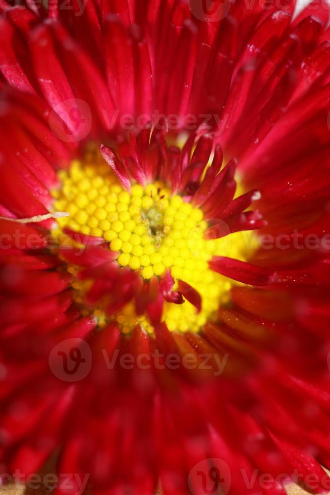 fiore sbocciare da vicino bellis perennis l. famiglia compositae moderna foto