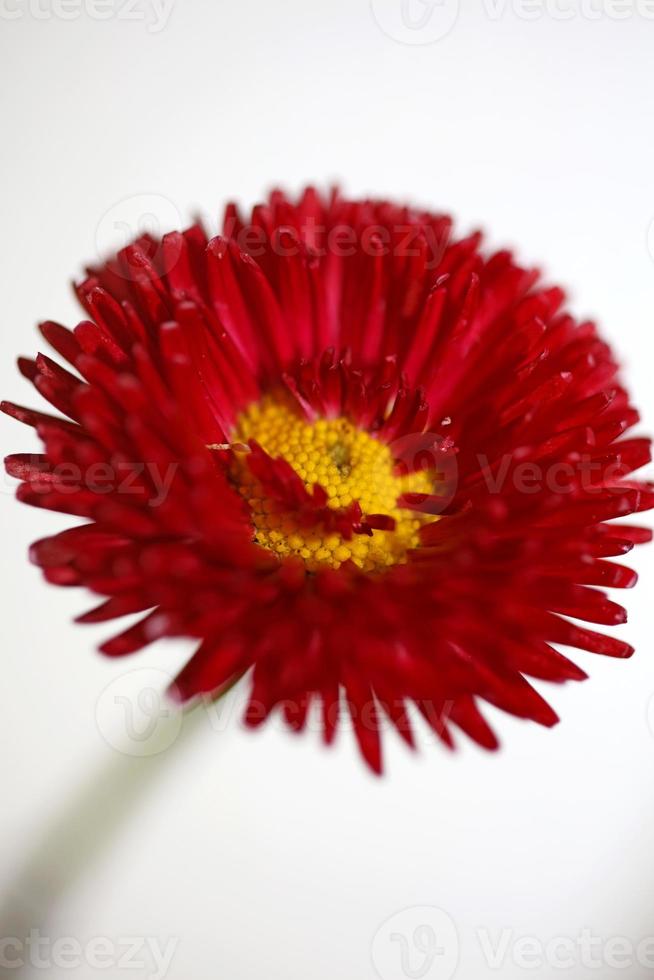 fiore sbocciare da vicino bellis perennis l. famiglia compositae moderna foto